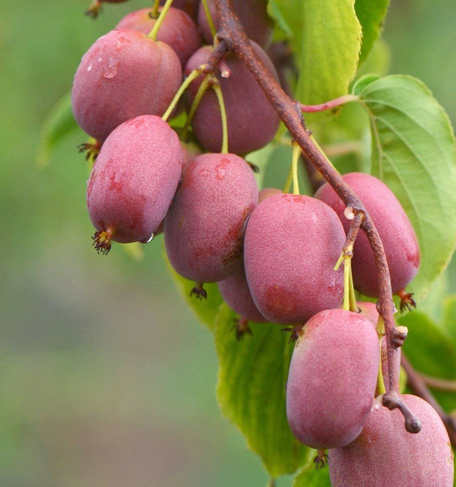 Актинидия коломикта Лиана