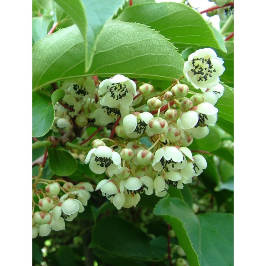 Актинидия коломикта Лиана