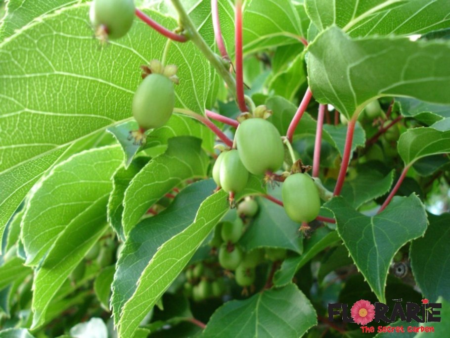 Дальневосточный кишмиш актинидия