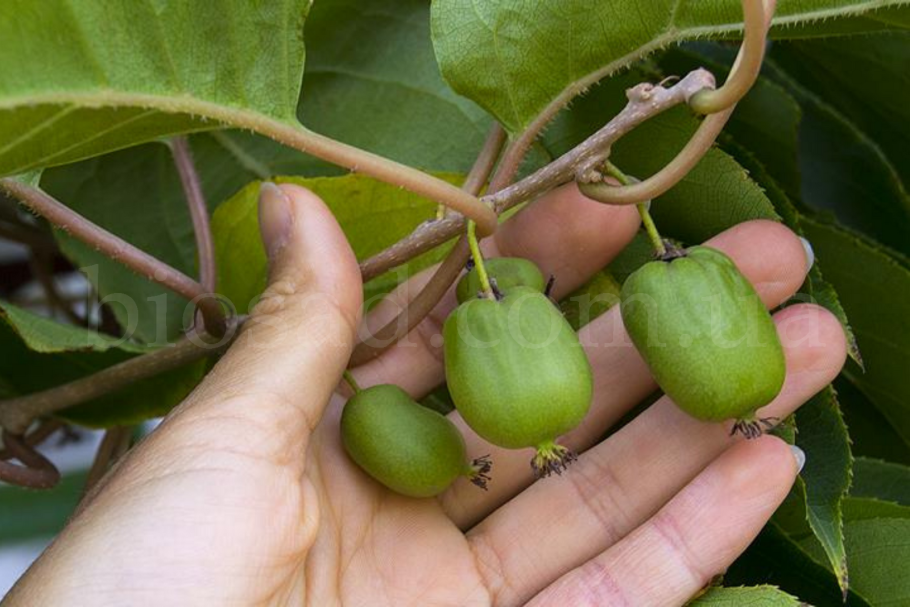 Дальневосточный кишмиш актинидия