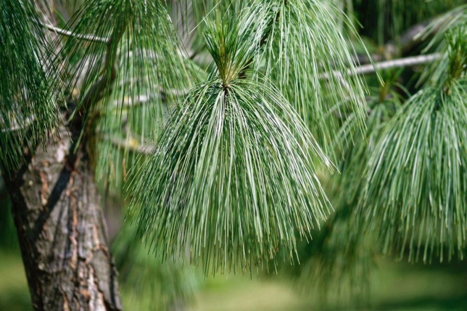Сосна желтая Pinus Ponderosa