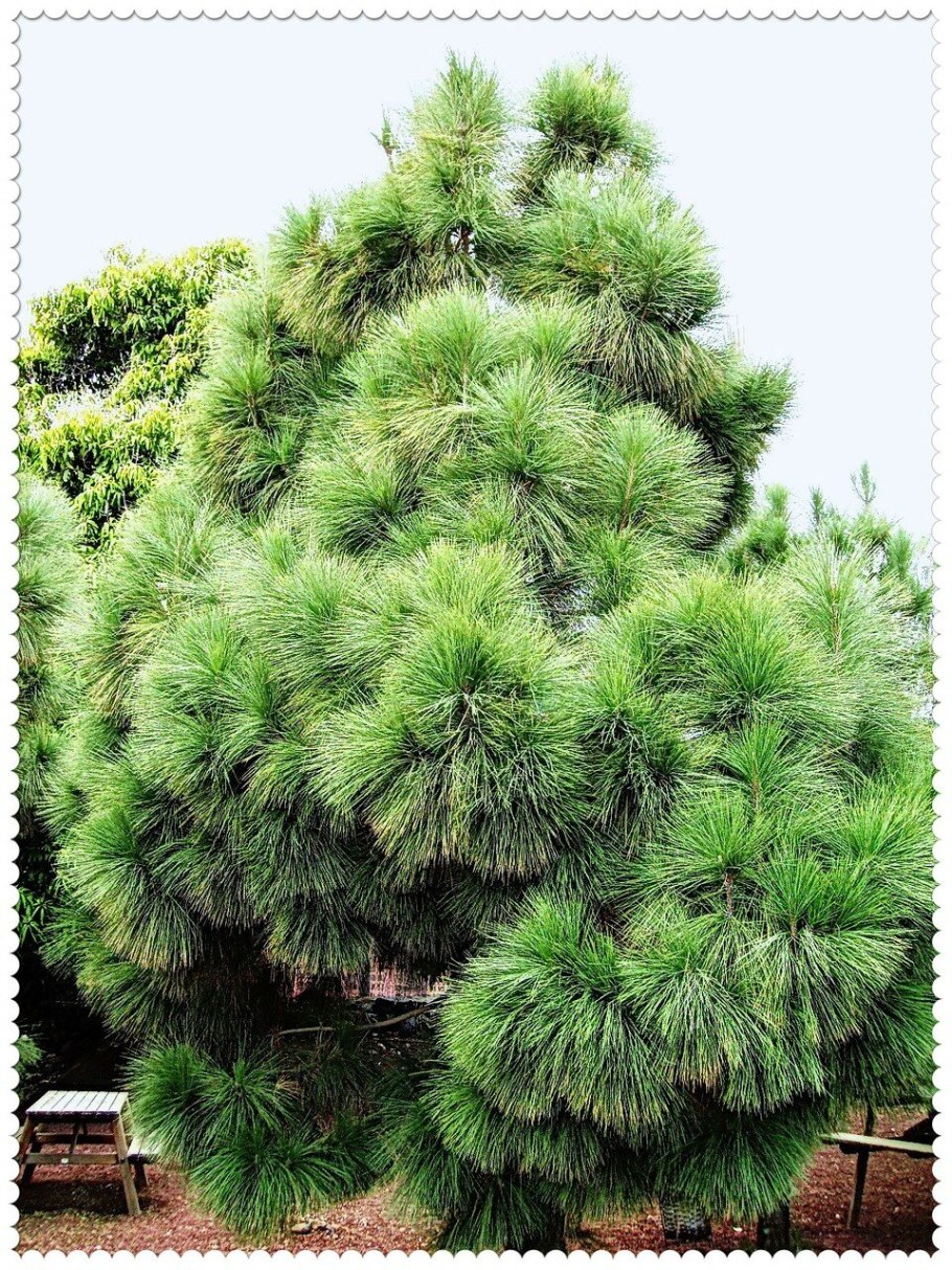 Pinus montezumae