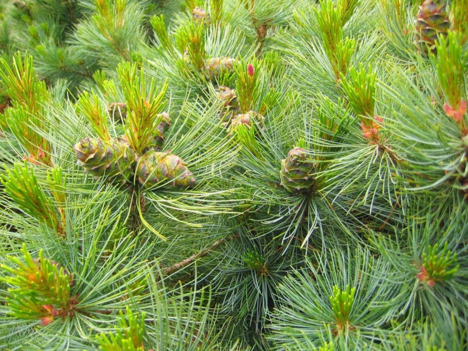 Pinus koraiensis
