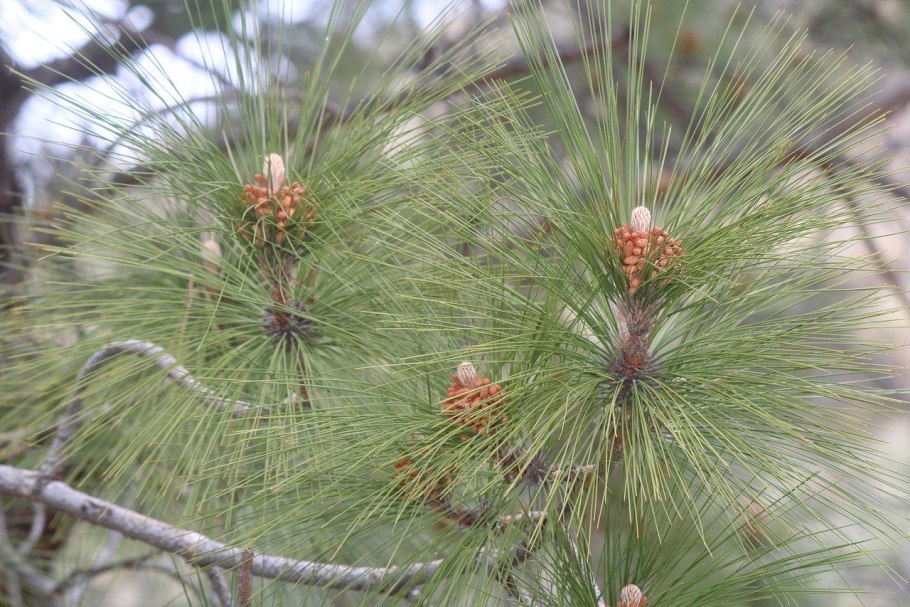 Pinus Sylvestris "Frosty дерево