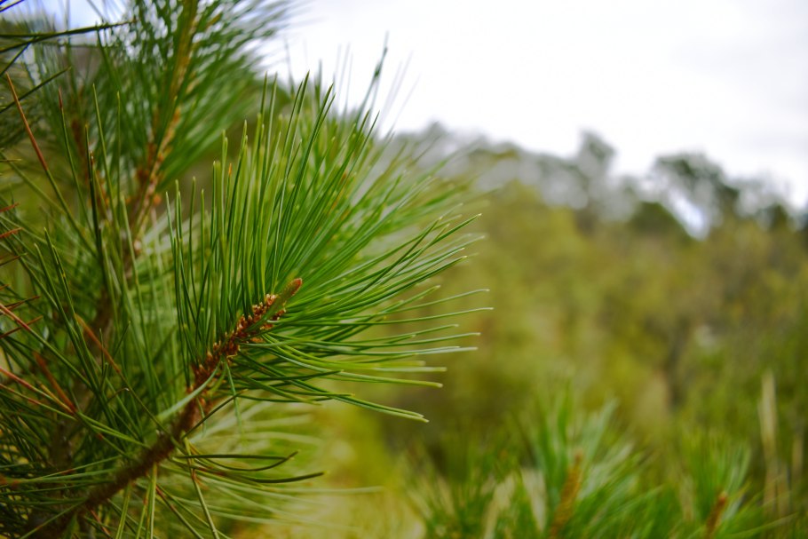 Сосна Палласа Pinus pallasiana