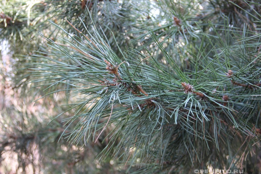 Pinus massoniana