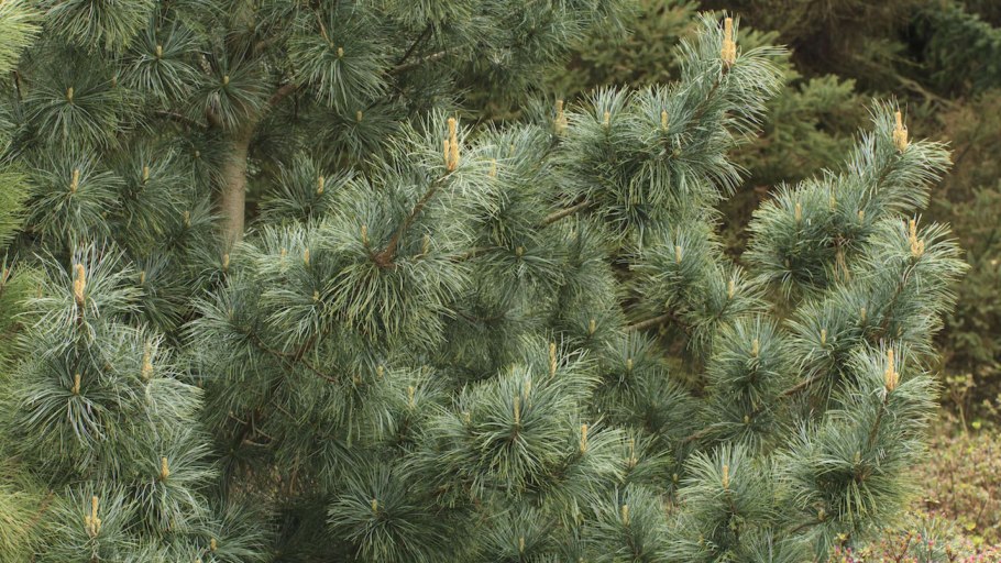 Pinus wallichiana шишка