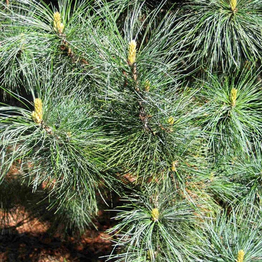 Сосна Excelsa wallichiana