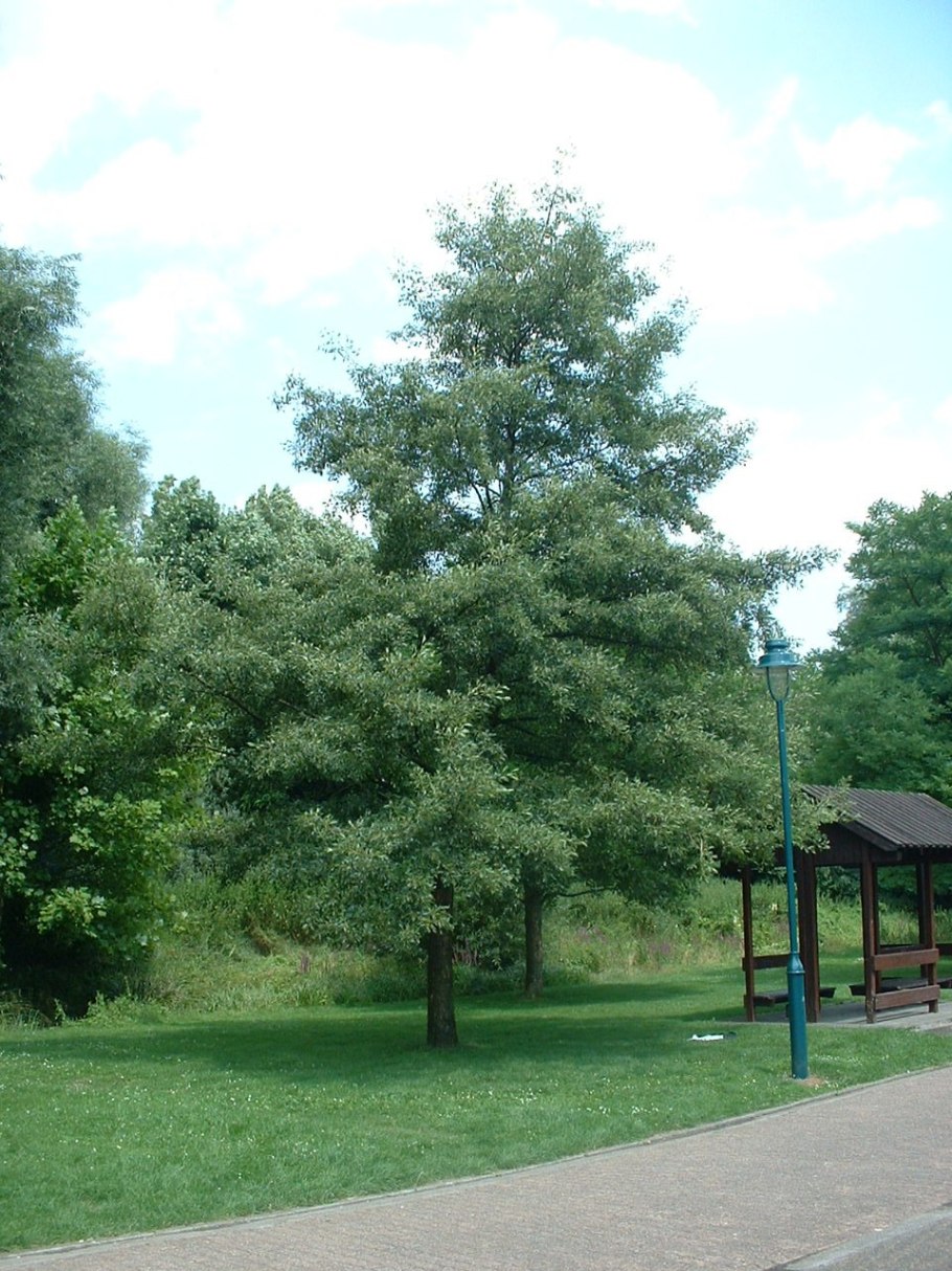 Ольха серая Лациниата (Alnus incana laciniata)