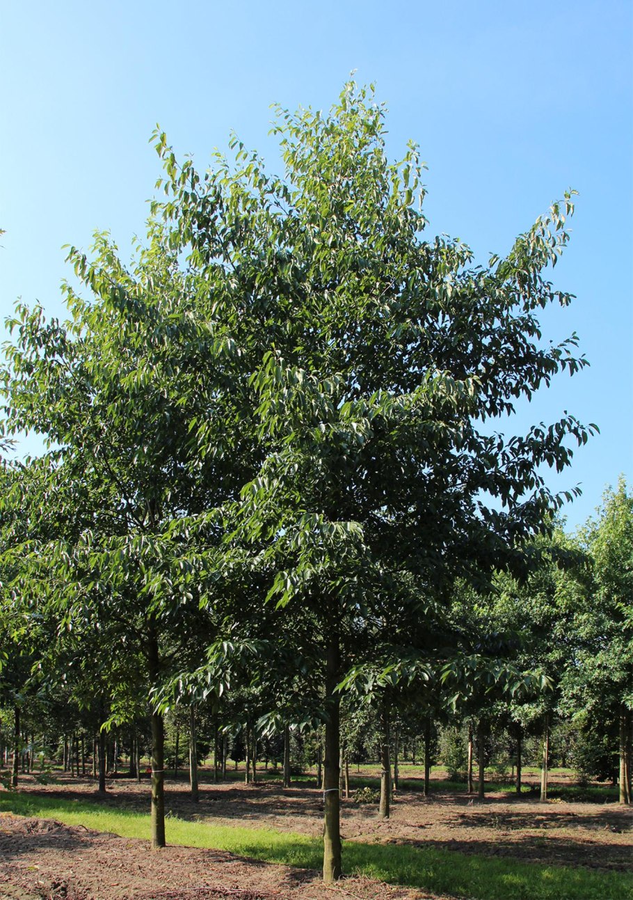 Ольха Шпета