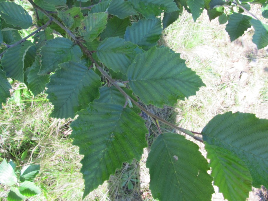 Ольха серая Alnus incana