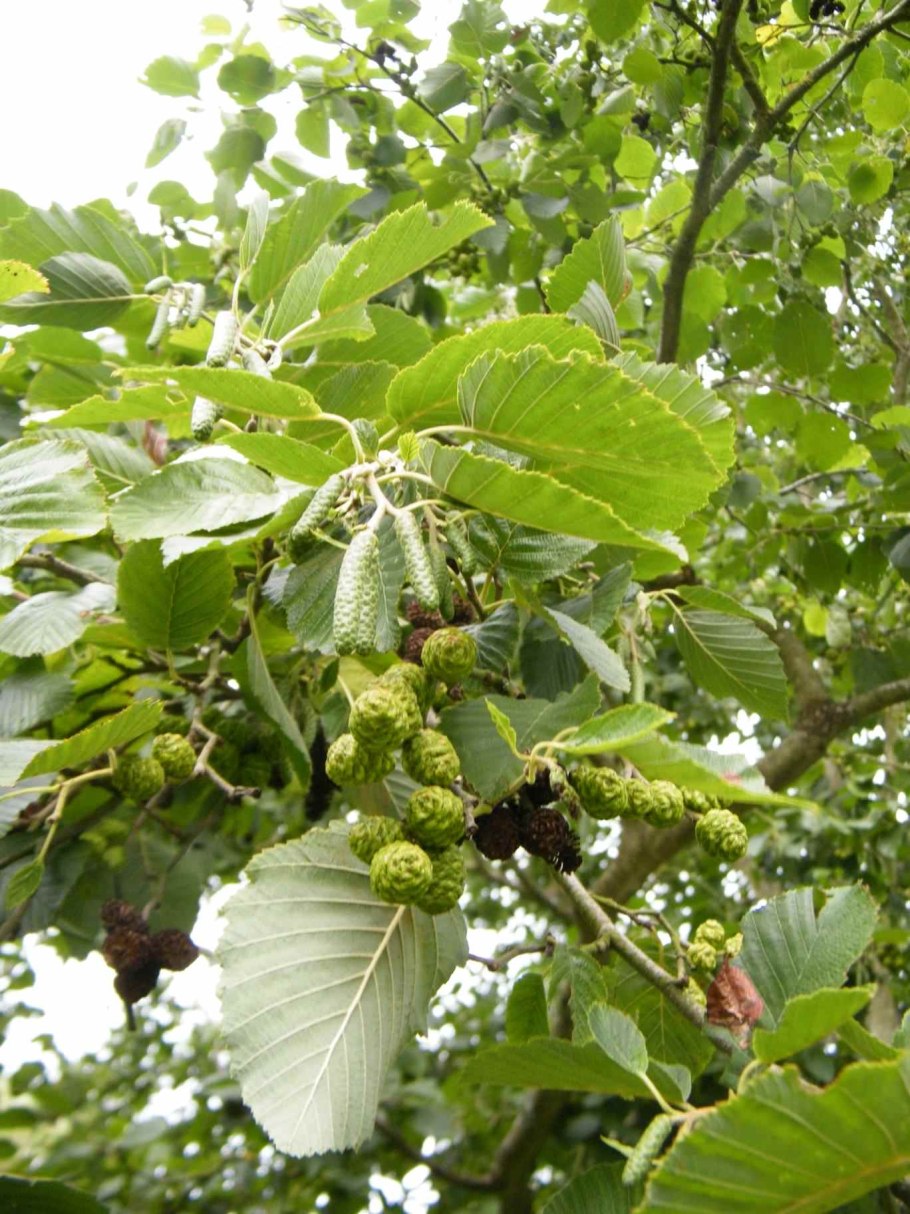 Ольха черная (Alnus glutinosa)