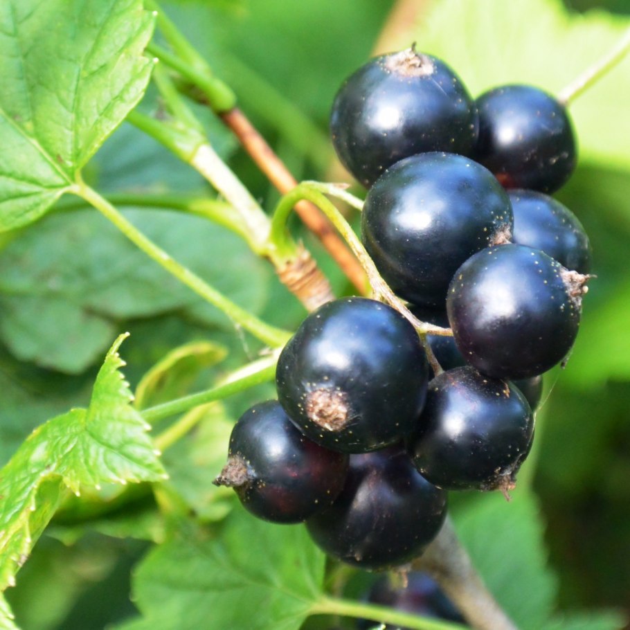 Смородина Титания куст