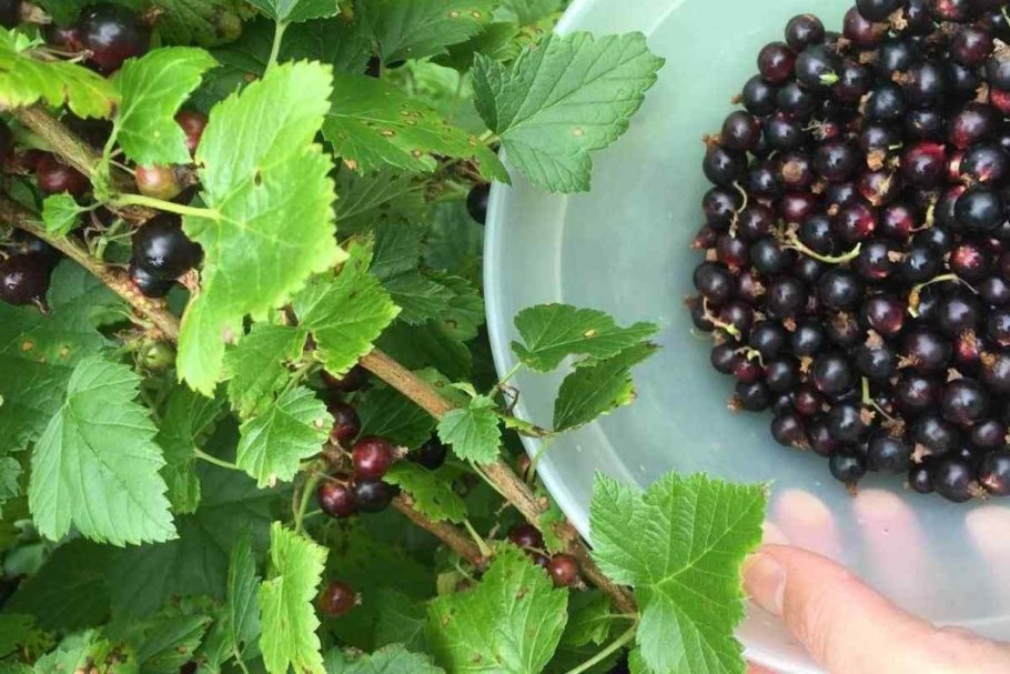 Смородина черная Атлант