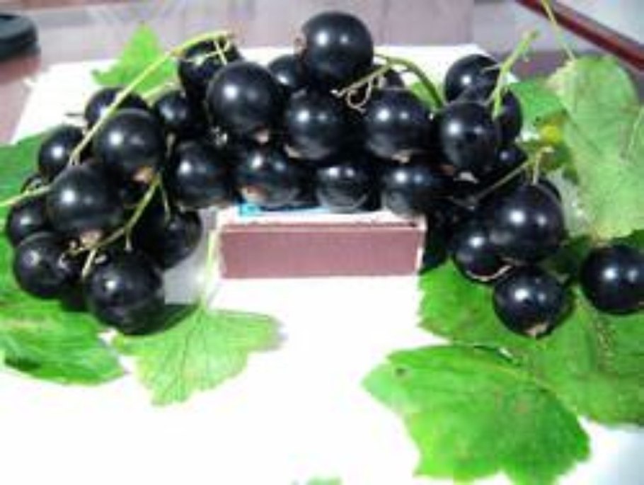 Смородина Селеченская