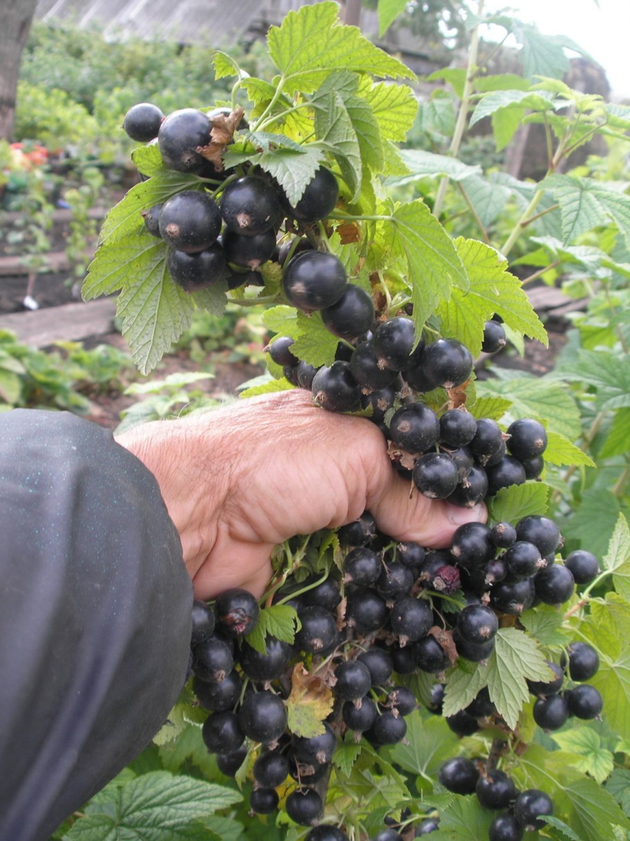 Выращивать чёрную смородину
