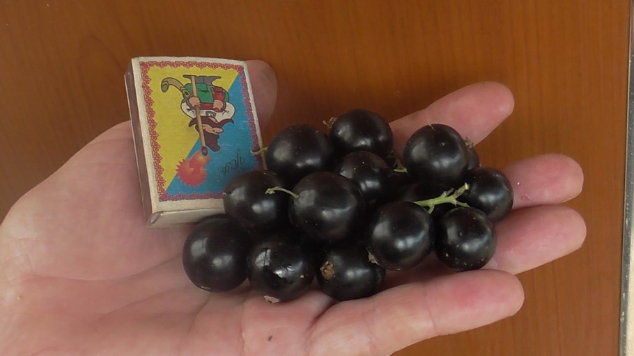 Смородина черная Севчанка