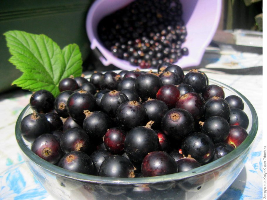 Смородина черная экзотика