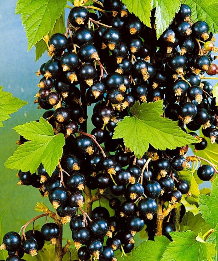 Смородина черная экзотика