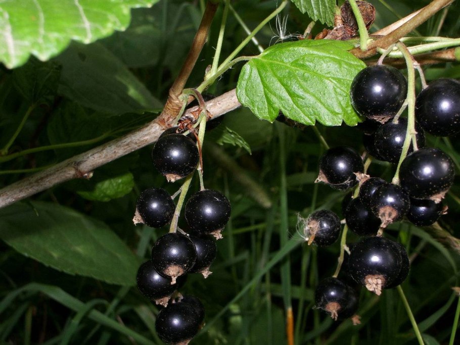 Смородина черная Литвиновская