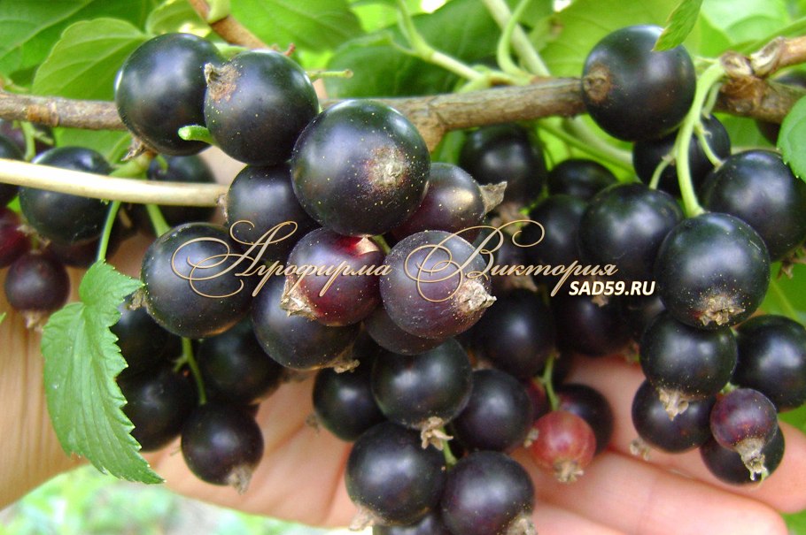 Смородина черная Лучия