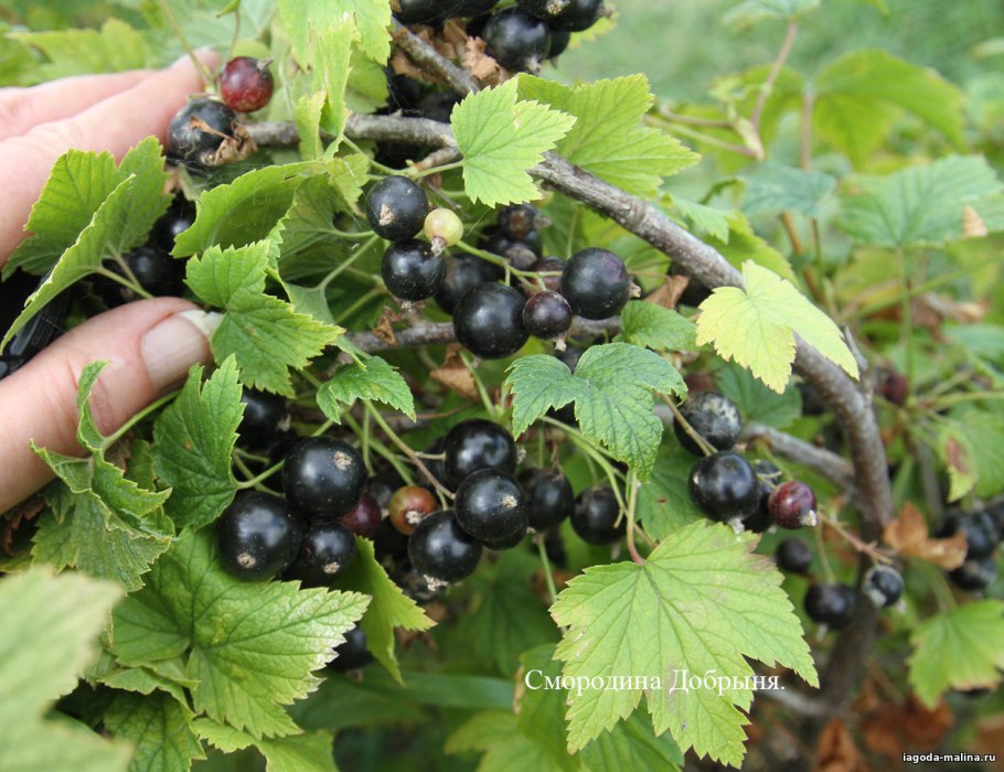Смородина черная Валовая (с5)