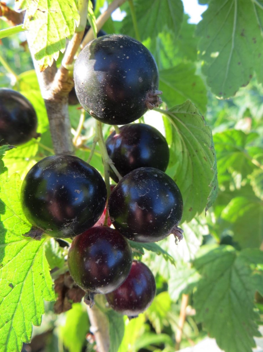 Смородина Багира куст