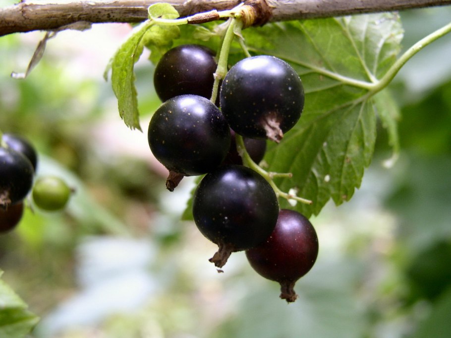 Смородины золотистой урожай ведро