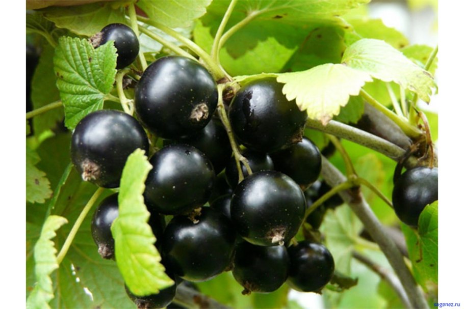 Смородина сорт черри
