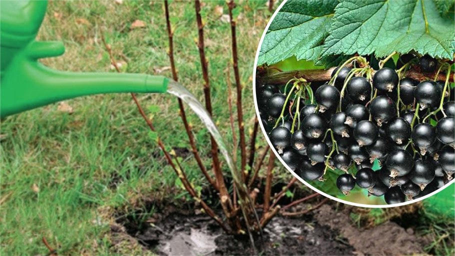 Смородина Янчевского (ribes janczewskii)