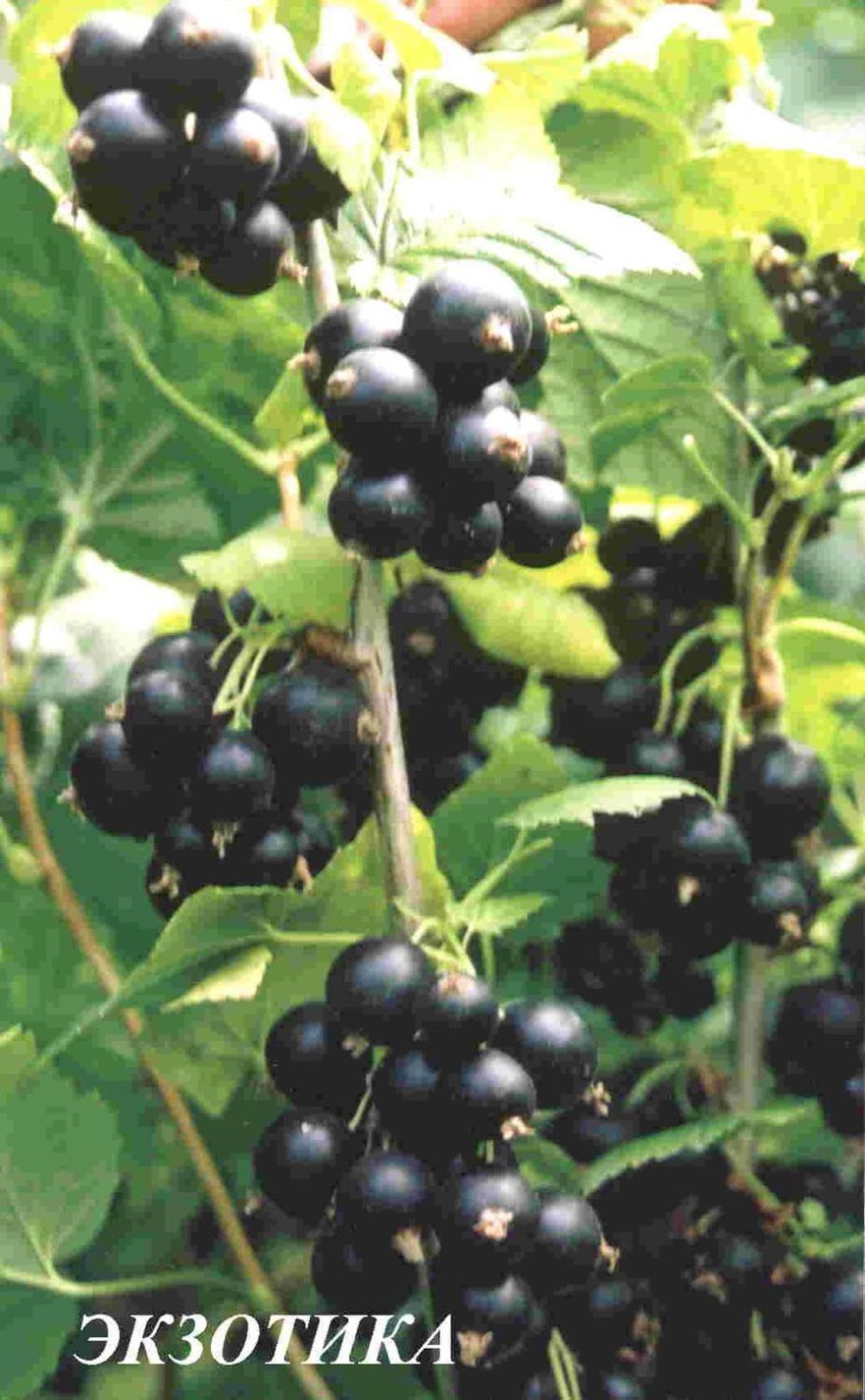 Смородина сорт Краса Львова