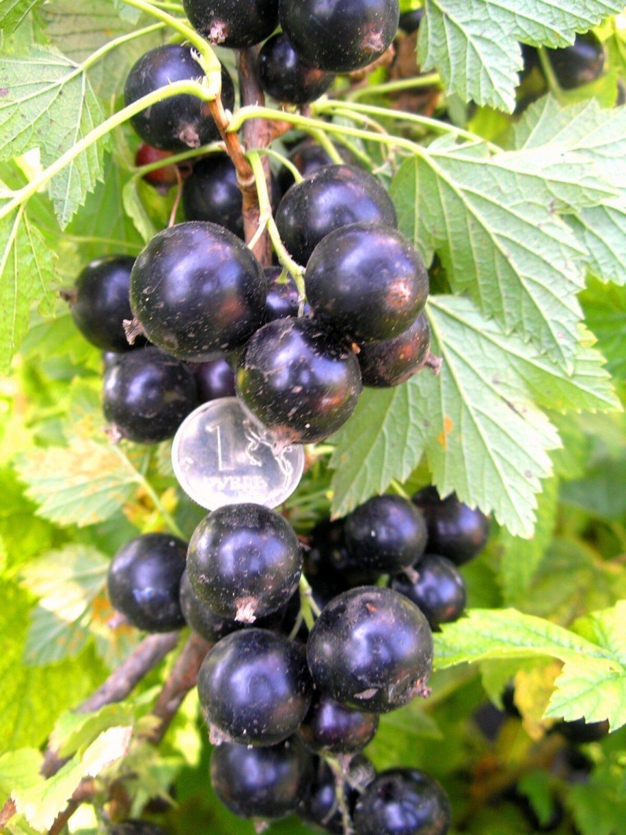 Смородина чёрная Венера