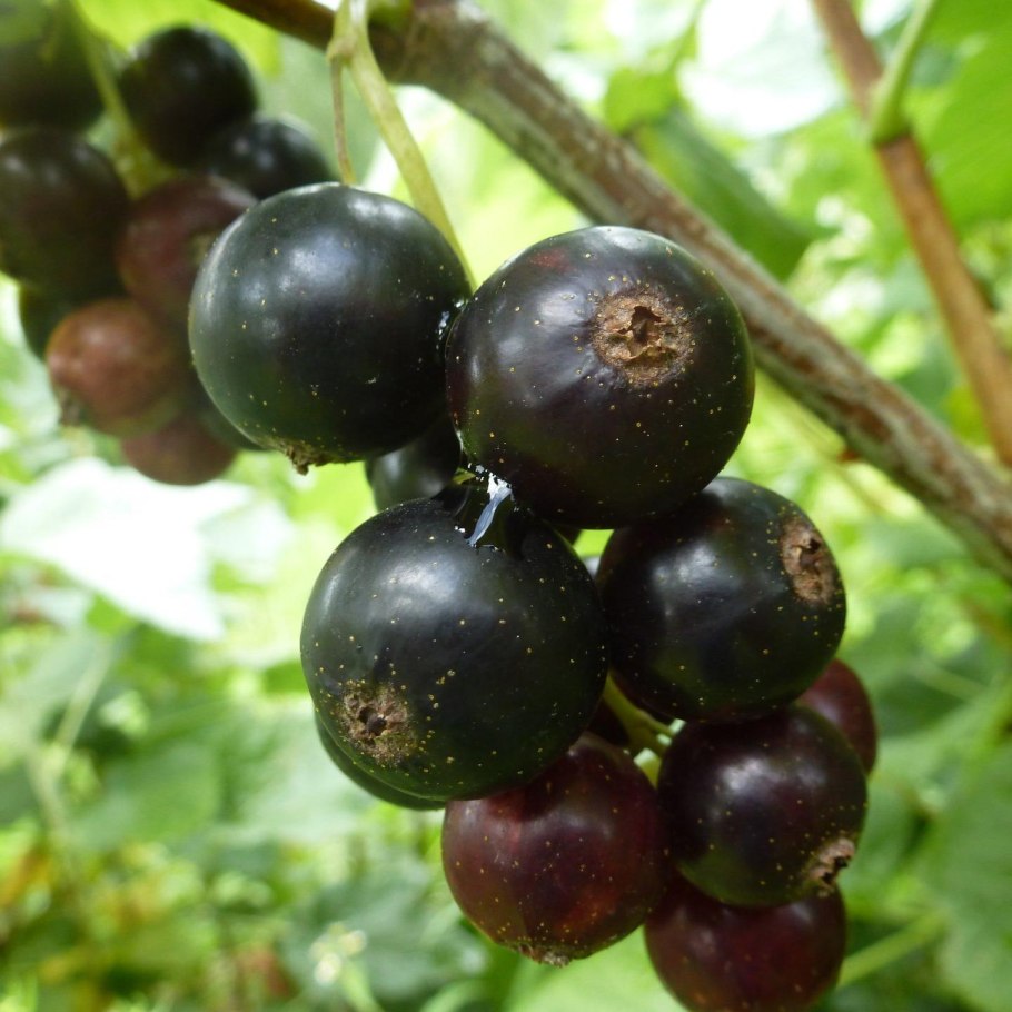 Смородина черная Тамерлан