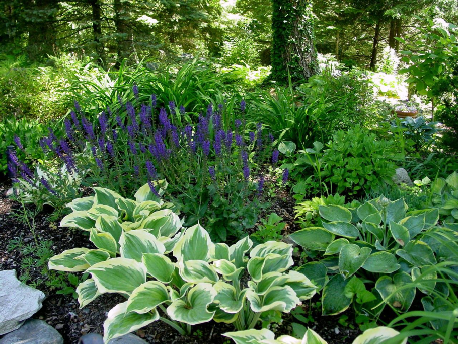 Тенелюбивые садовые многолетники