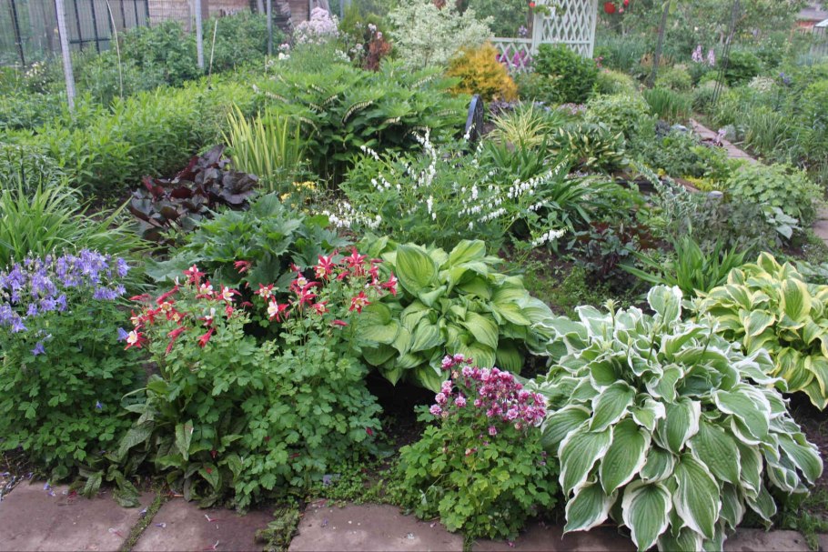 Хоста папоротник туя