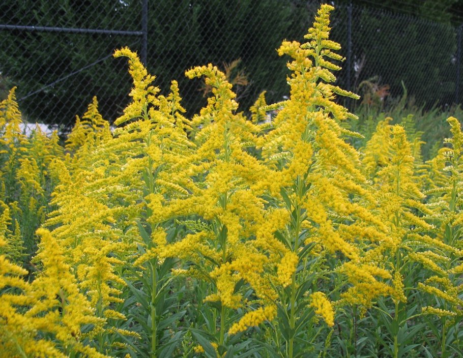 Солидаго Цитронелла