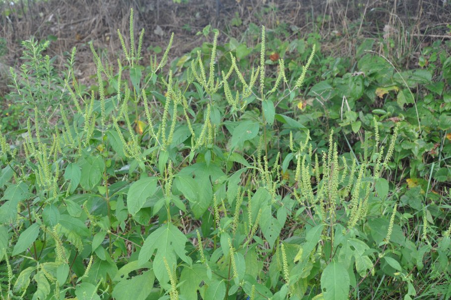 Амброзия трехраздельная