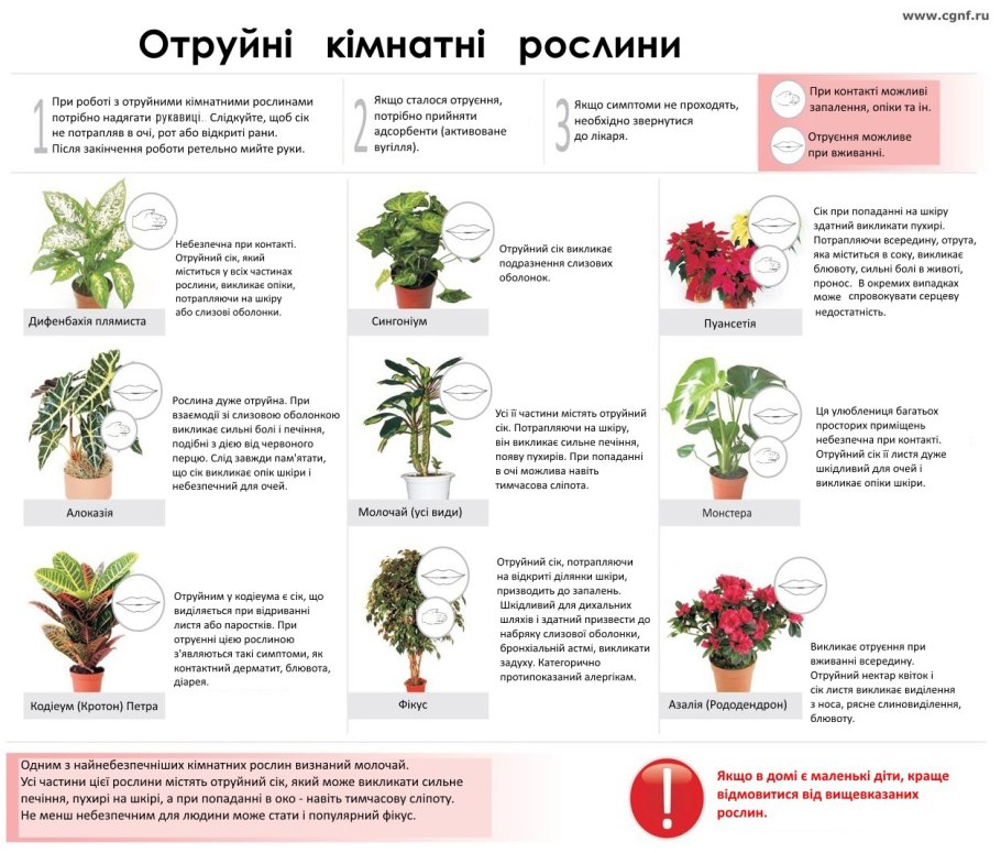 Ядовитое комнатное растение