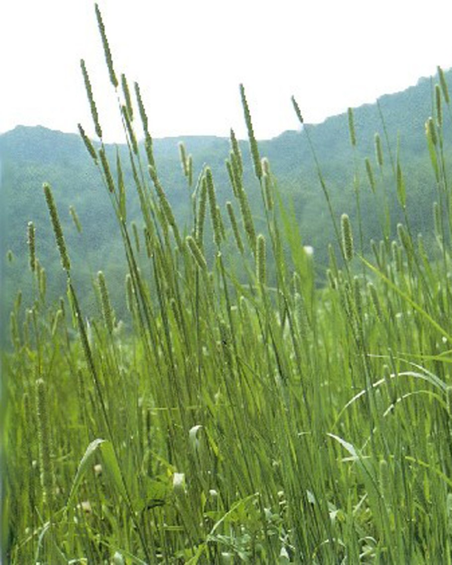 Амброзия полыннолистна