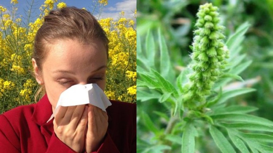 Anthoxanthum odoratum