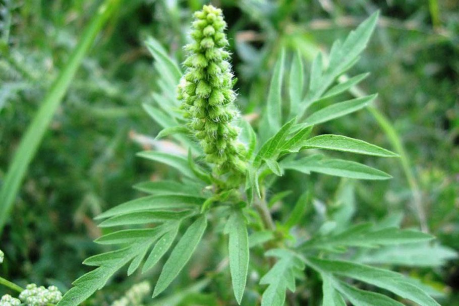 Амброзия полыннолистная Ambrosia artemisiifolia