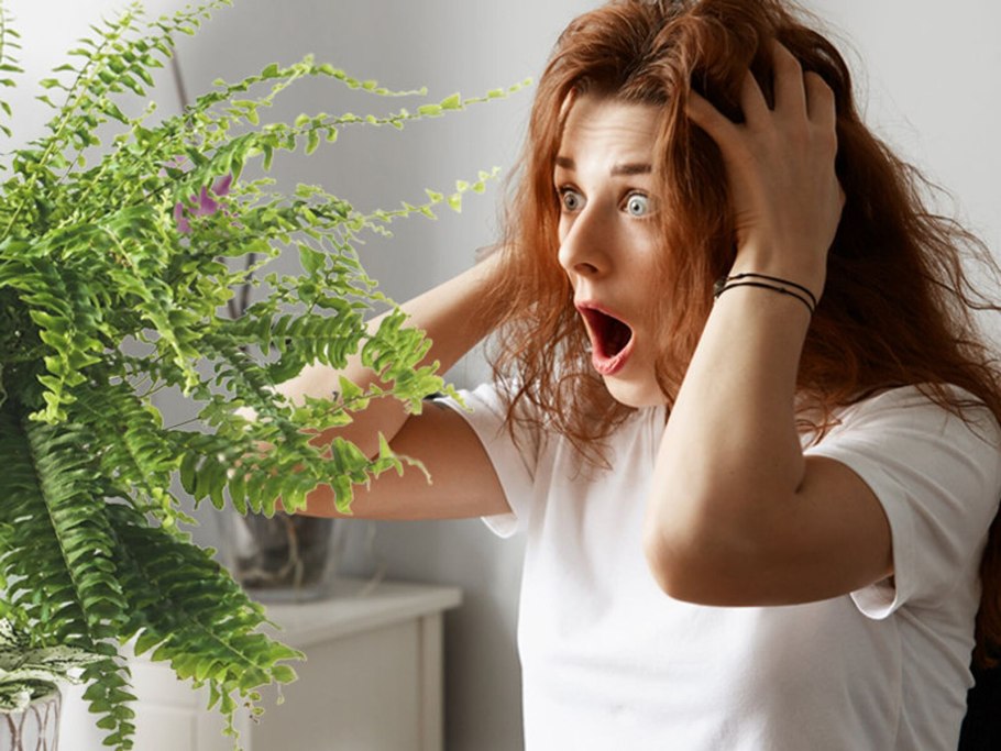 Нефролепис грин леди