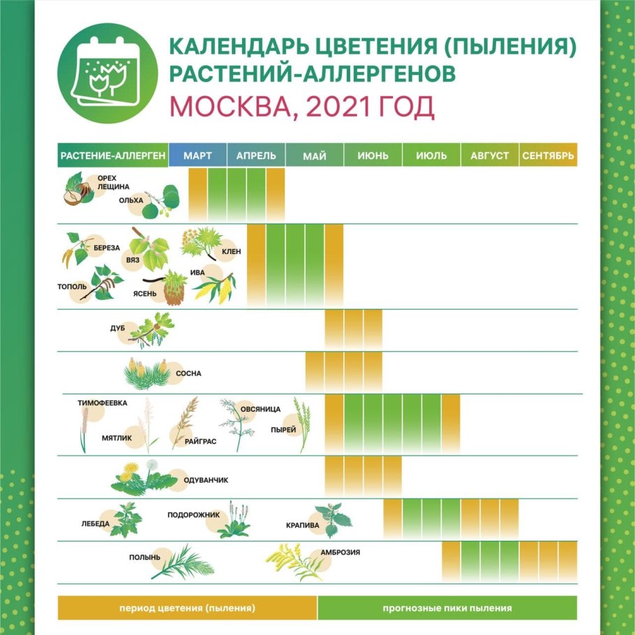 Календарь цветения для аллергиков 2021 в Москве