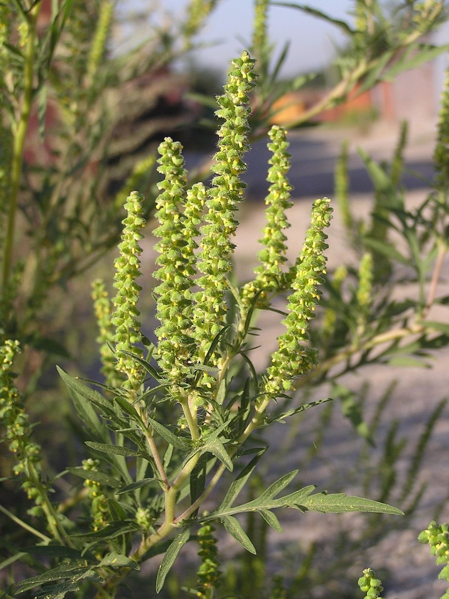 Золотарник солидаго