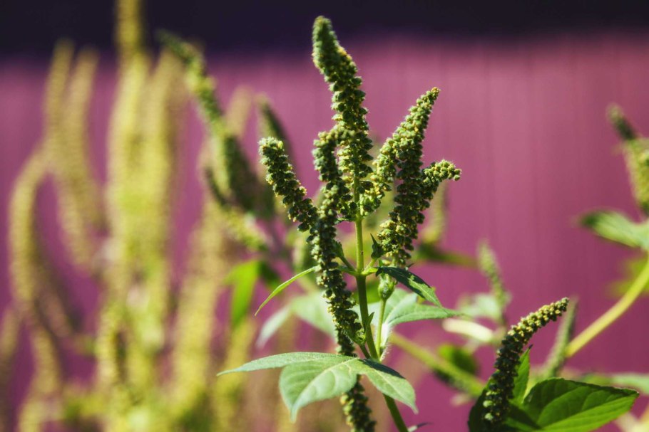 Цветущая амброзия аллергия