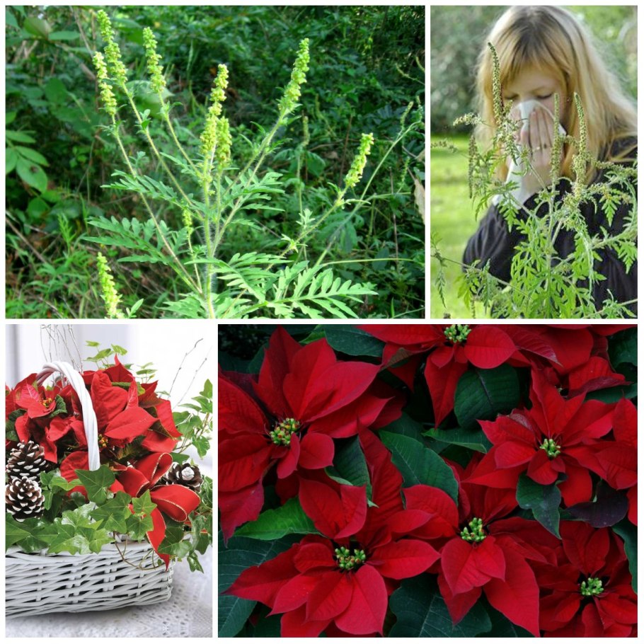 Трава Тимофеевка Луговая аллергия