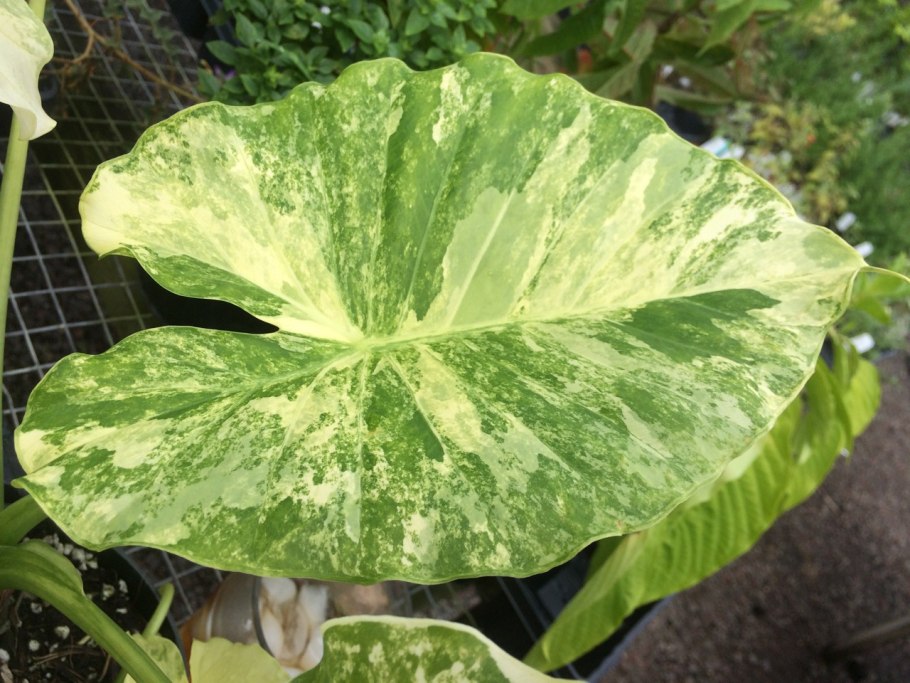 Алоказия Амазоника