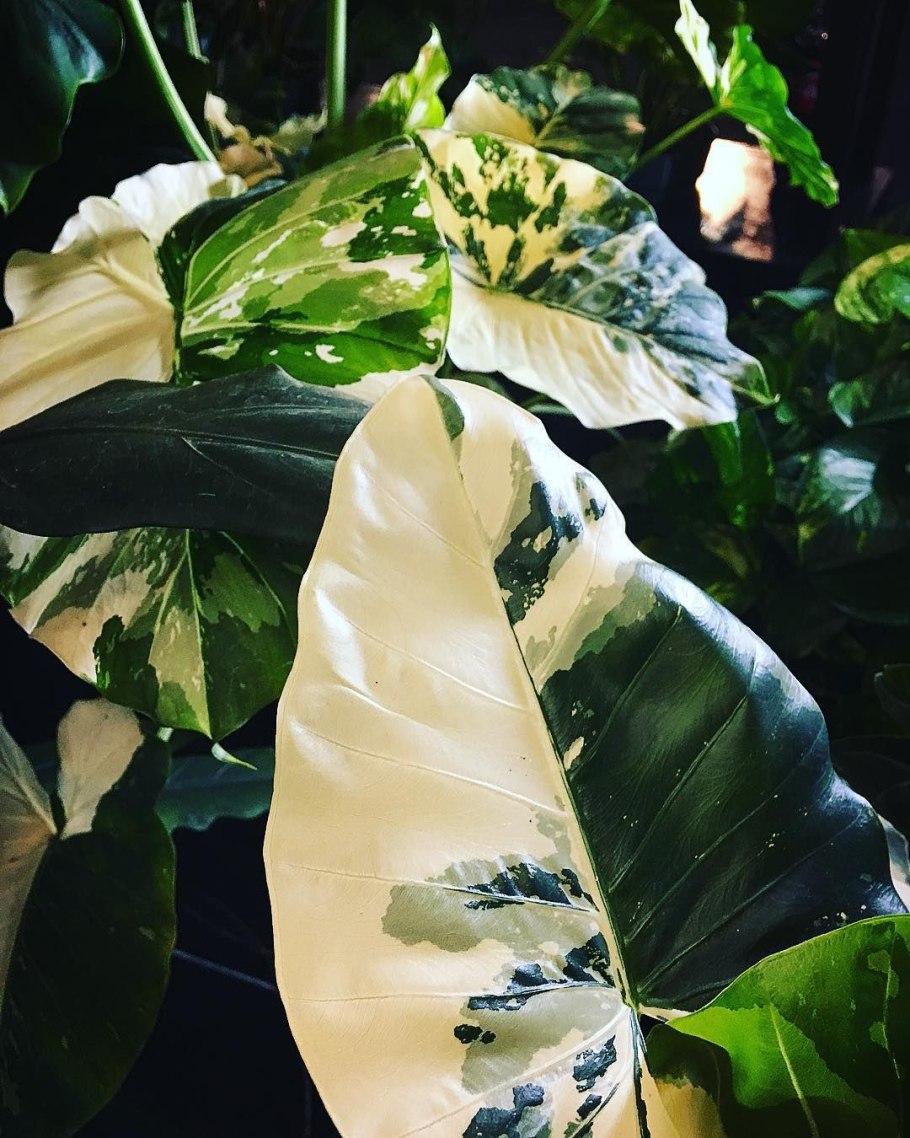 Алоказия клобучковая