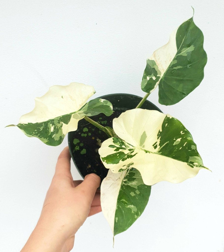 Алоказия вариегата