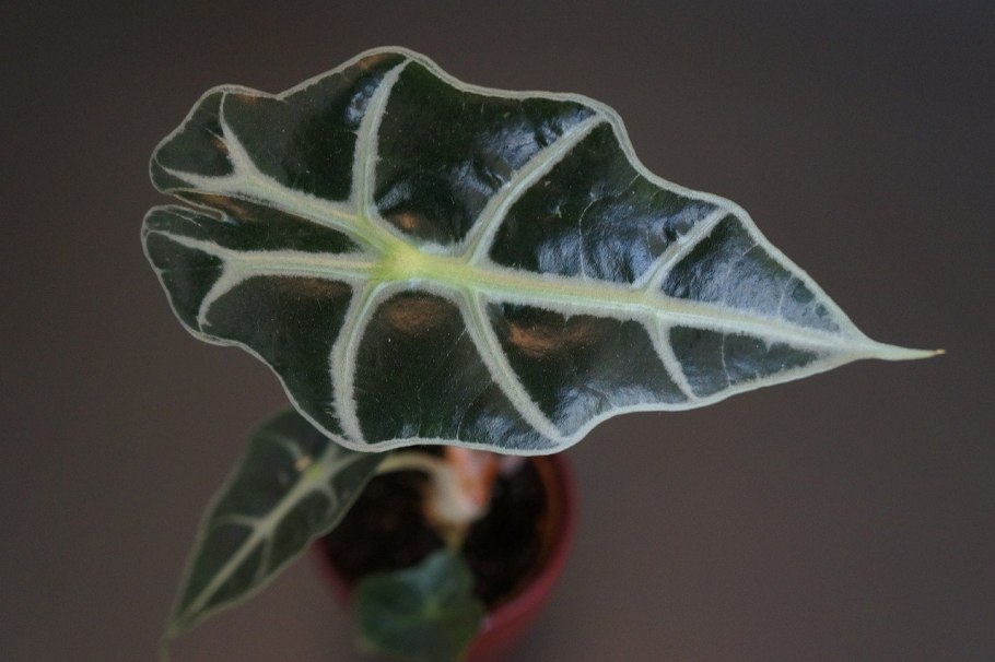 Алоказия Полли